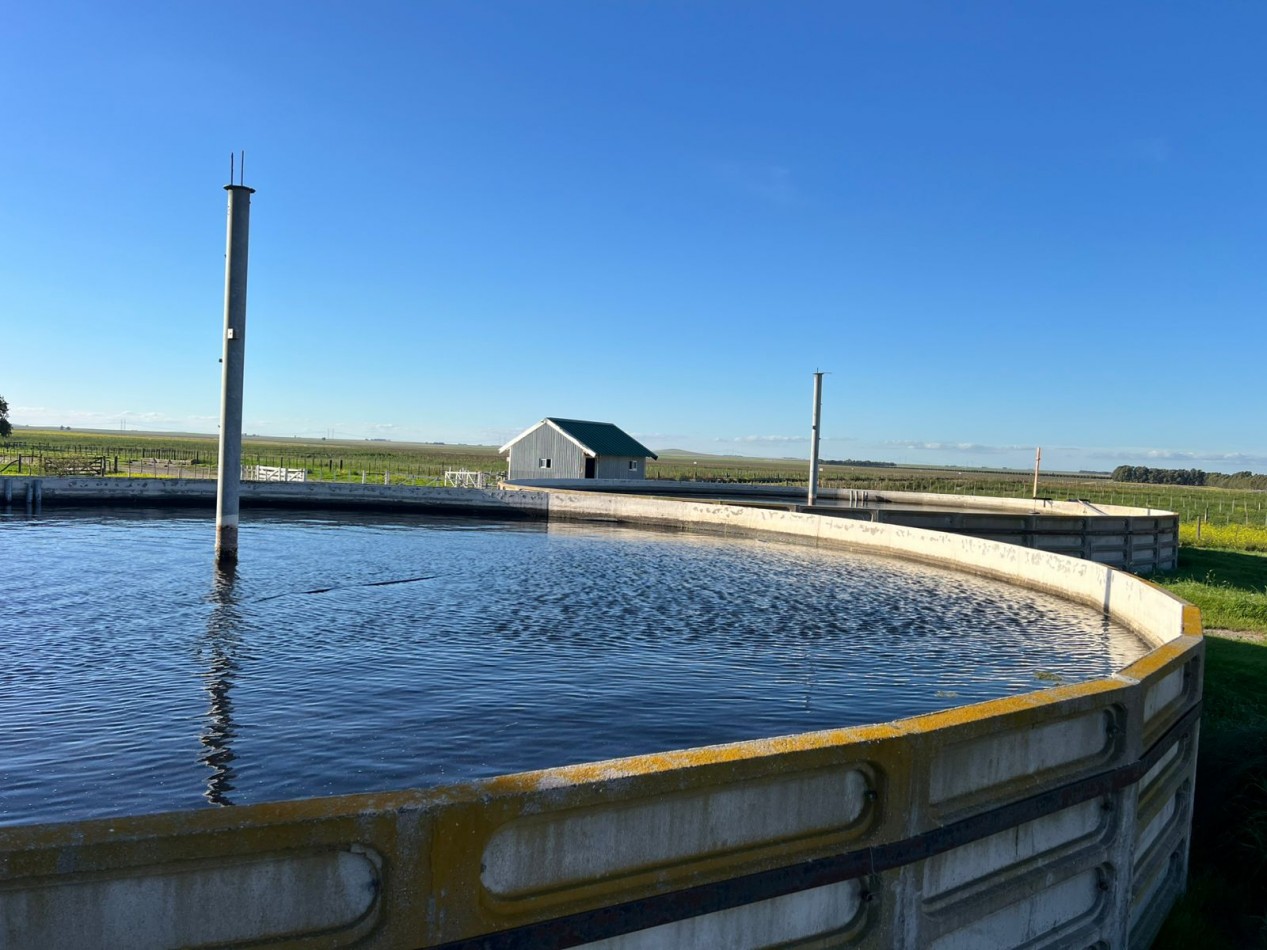 CAMPO EN VENTA 1520 HAS CON FEEDLOT OPERATIVO - CORONEL DORREGO. 