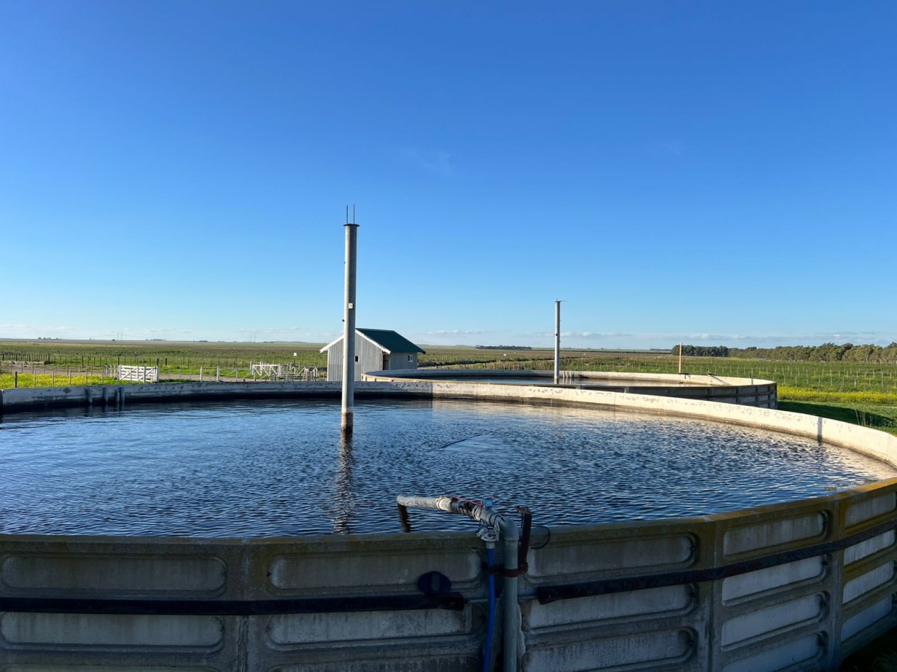 CAMPO EN VENTA 1520 HAS CON FEEDLOT OPERATIVO - CORONEL DORREGO. 