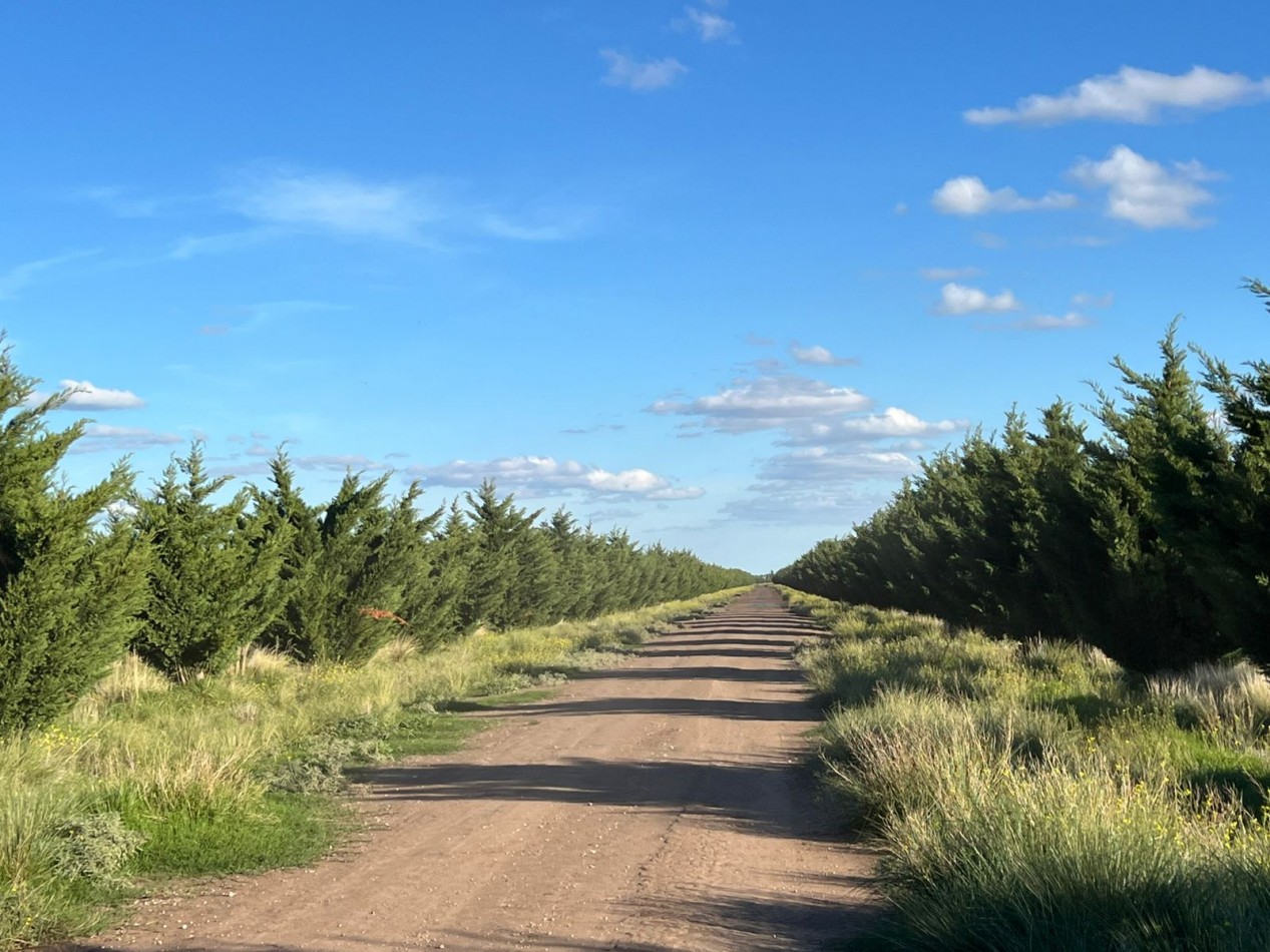 CAMPO EN VENTA 1520 HAS CON FEEDLOT OPERATIVO - CORONEL DORREGO. 