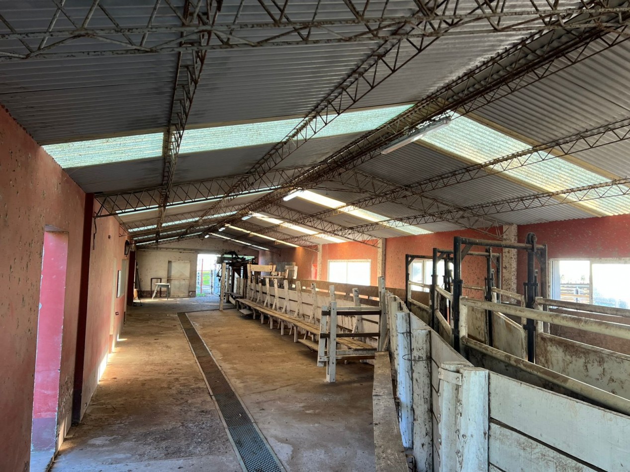 CAMPO EN VENTA 1520 HAS CON FEEDLOT OPERATIVO - CORONEL DORREGO. 